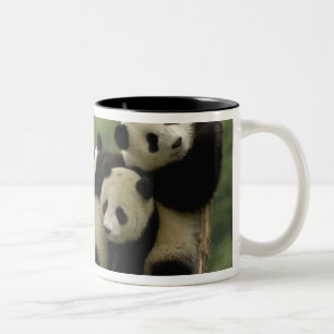 Giant panda babies Ailuropoda melanoleuca) Two-Tone Coffee Mug