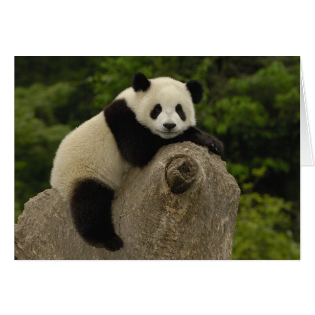 Giant panda baby (Front Horizontal)