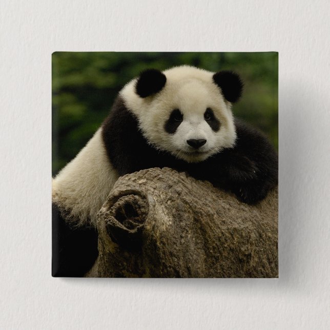 Giant panda baby Ailuropoda melanoleuca) 15 Cm Square Badge (Front)