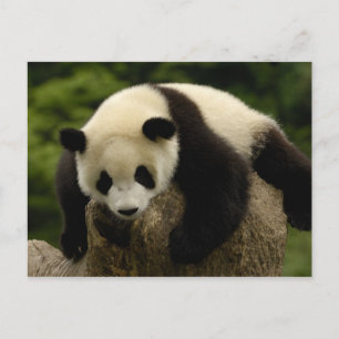 Giant panda baby (Ailuropoda melanoleuca) 4 Postcard