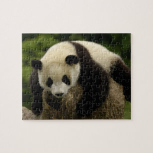 Giant panda baby (Ailuropoda melanoleuca) Jigsaw Puzzle