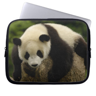 Giant panda baby (Ailuropoda melanoleuca) Laptop Sleeve