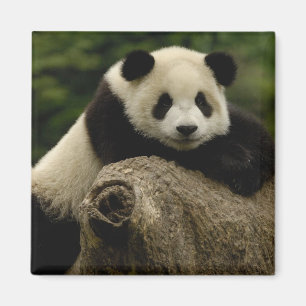 Giant panda baby Ailuropoda melanoleuca) Magnet
