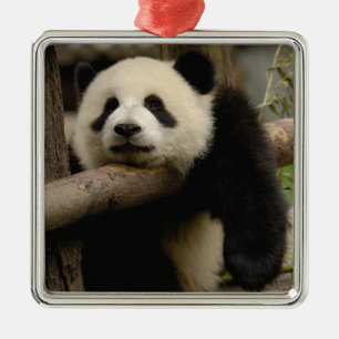 Giant panda baby Ailuropoda melanoleuca) Metal Tree Decoration