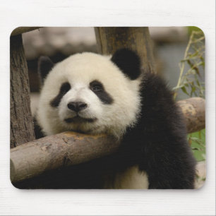 Giant panda baby Ailuropoda melanoleuca) Mouse Mat