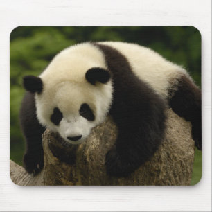 Giant panda baby (Ailuropoda melanoleuca) Mouse Mat