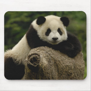Giant panda baby Ailuropoda melanoleuca) Mouse Mat