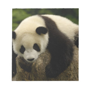 Giant panda baby (Ailuropoda melanoleuca) Notepad