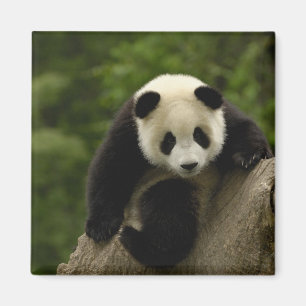 Giant panda baby magnet