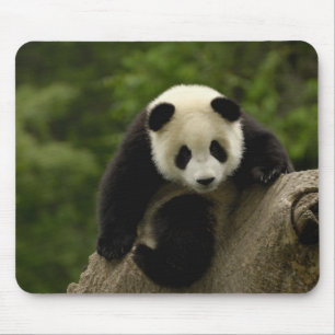 Giant panda baby mouse mat