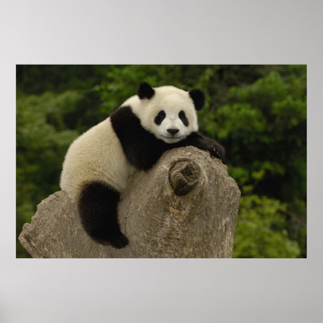 Giant panda baby poster (Front)