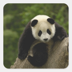 Giant panda baby square sticker