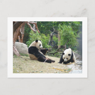 Giant panda,bamboo postcard