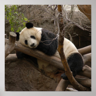 Giant Panda Bear Canvas Print