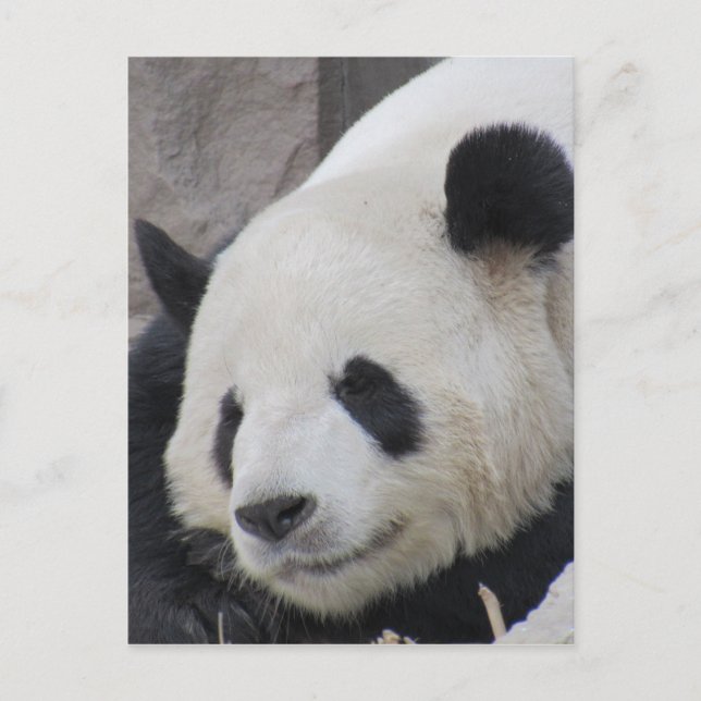 giant panda bear postcard (Front)