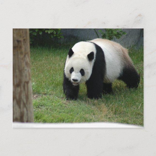Giant Panda Bear Postcard (Front)