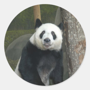 Giant Panda Bear Stickers