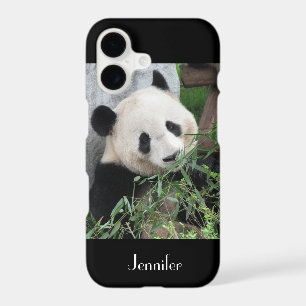 Giant Panda Black Casemate
