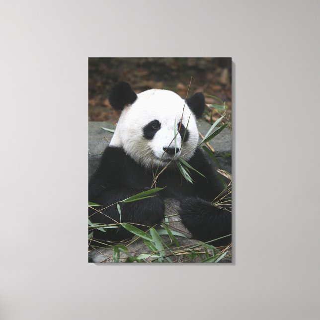 Giant panda canvas print (Front)