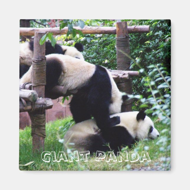 Giant Panda, China (Fridge Magnet) Magnet (Front)