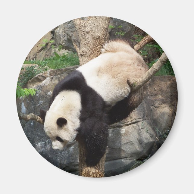Giant Panda Climbing Down Tree Magnet (Front)