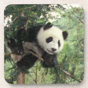 Giant Panda cub climbs a tree, Wolong Valley, Coaster