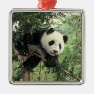 Giant Panda cub climbs a tree, Wolong Valley, Metal Tree Decoration