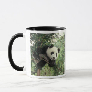 Giant Panda cub climbs a tree, Wolong Valley, Mug