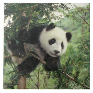 Giant Panda cub climbs a tree, Wolong Valley, Tile