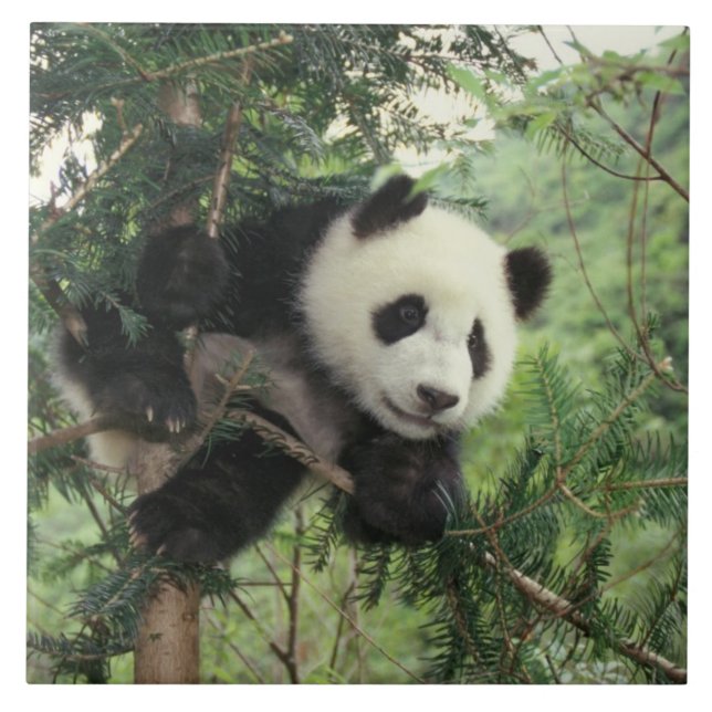 Giant Panda cub climbs a tree, Wolong Valley, Tile (Front)