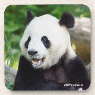 Giant Panda Eating Bamboo Coaster