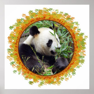 Giant panda eating bamboo in frame poster