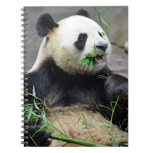 Giant panda eating bamboo notebook
