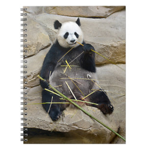 Giant panda eating bamboo notebook