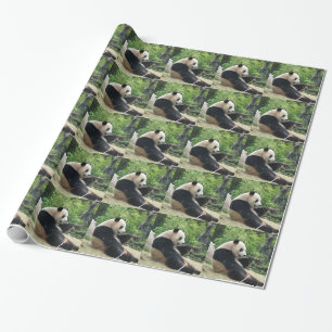 Giant panda eating bamboo. wrapping paper