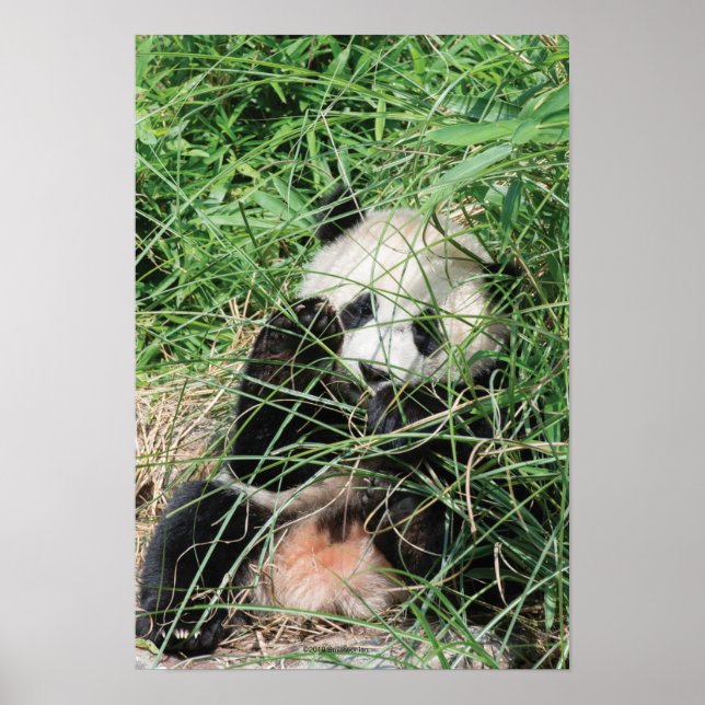 Giant Panda Hiding In Grass Poster (Front)