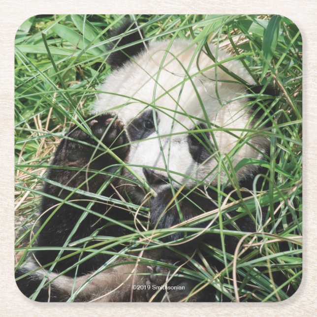 Giant Panda Hiding In Grass Square Paper Coaster (Front)