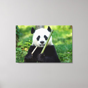 Giant Panda Holding Bamboo Canvas Print