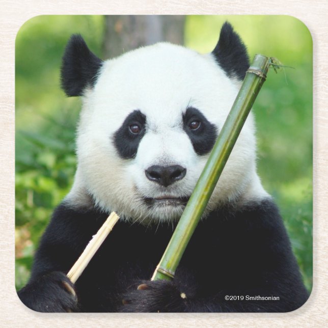 Giant Panda Holding Bamboo Square Paper Coaster (Front)