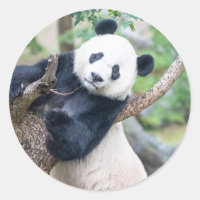 Giant Panda in a Tree Stickers