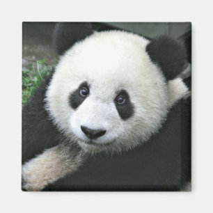 Giant Panda in Green Grass Magnet