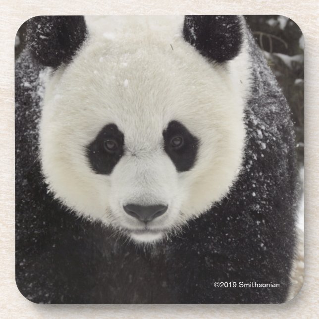 Giant Panda in Snow Coaster (Front)