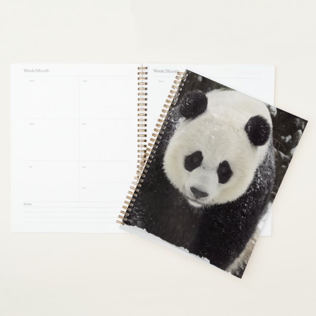 Giant Panda in Snow Planner (Display)