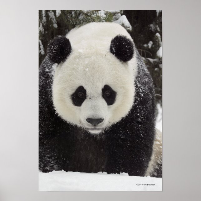 Giant Panda in Snow Poster (Front)