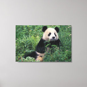 Giant panda in the grass, Wolong Valley, Sichuan Canvas Print