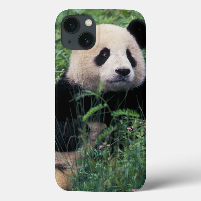Giant panda in the grass, Wolong Valley, Sichuan Case-Mate iPhone Case (Back)