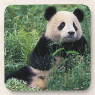 Giant panda in the grass, Wolong Valley, Sichuan Coaster