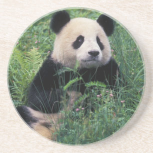 Giant panda in the grass, Wolong Valley, Sichuan Coaster