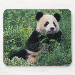 Giant panda in the grass, Wolong Valley, Sichuan Mouse Mat