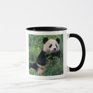 Giant panda in the grass, Wolong Valley, Sichuan Mug